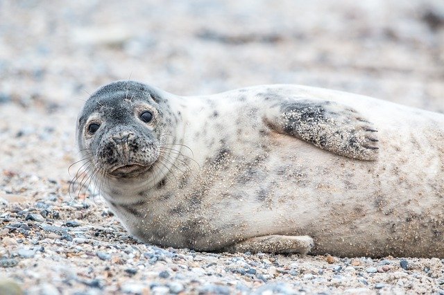 Seal rescue action