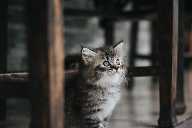 He took the presence of the cat as a signal