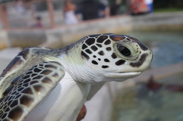 Frosty turtle rescue