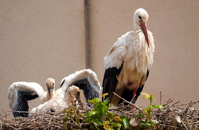 Captive in the nest