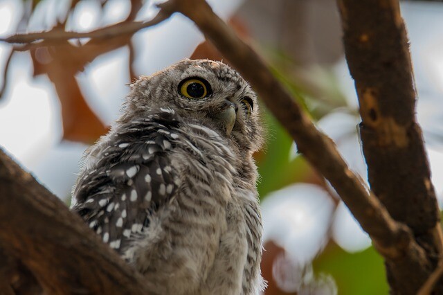 Sharp howls from a small owl