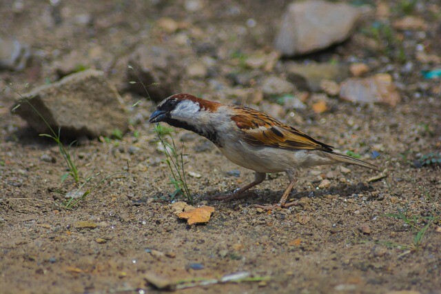 Ingenious and adaptable birds