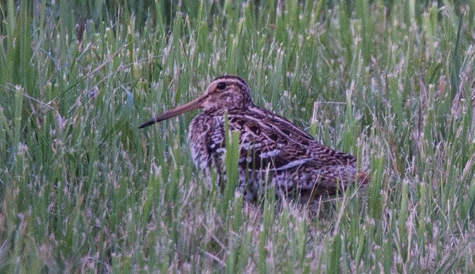 Children found a weakened bird