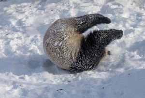 Black and white dumplings in the snow 