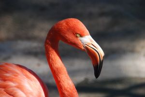 Flamingos arriving quickly and then departing