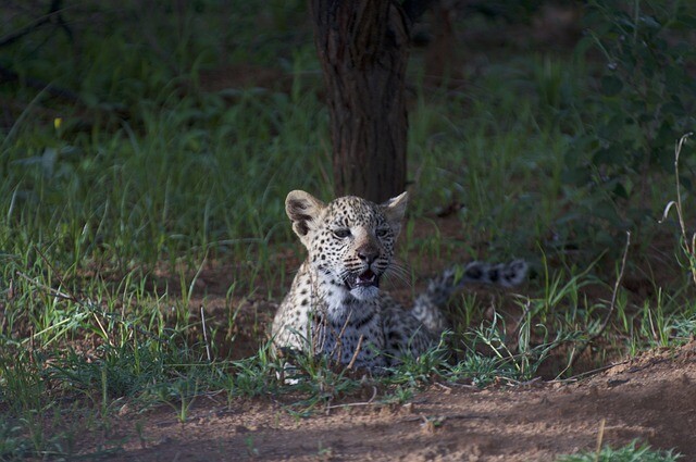 The coronavirus was found in the dead leopard