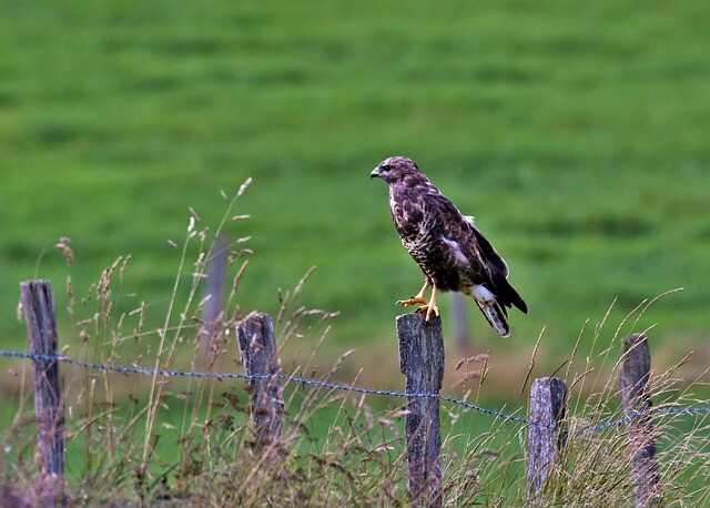 Police helped the injured hawk