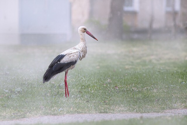 The first herald of spring