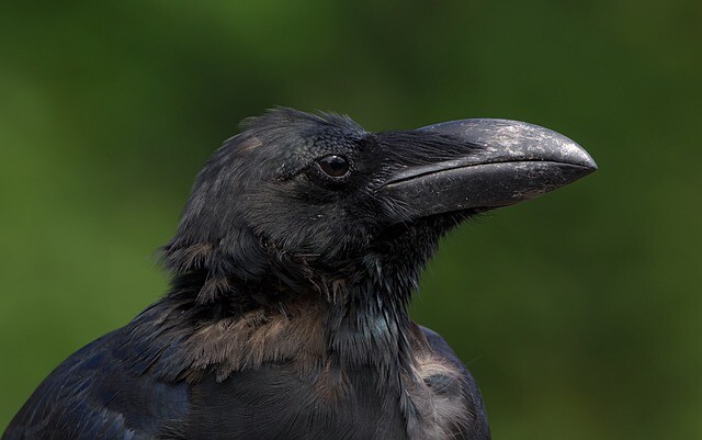 Volunteer crows clean up the city