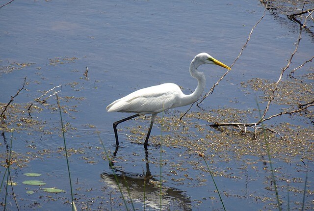 A cord held a great egret captive