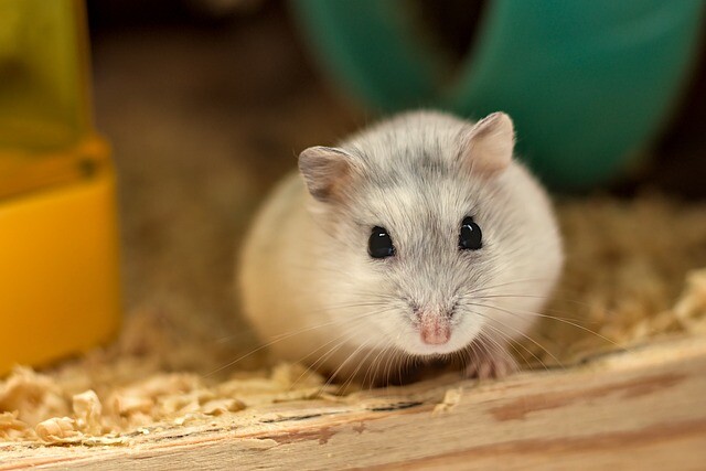 A hamster gets into the house