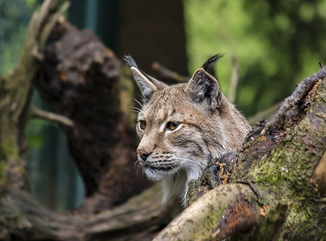 They saw a lynx in the Stock Exchange