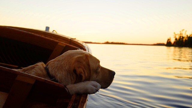 He swam ashore and saved himself