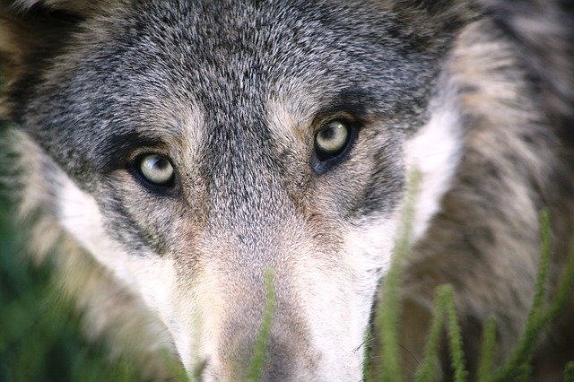 Biting a wolf with a wild donkey is the new method