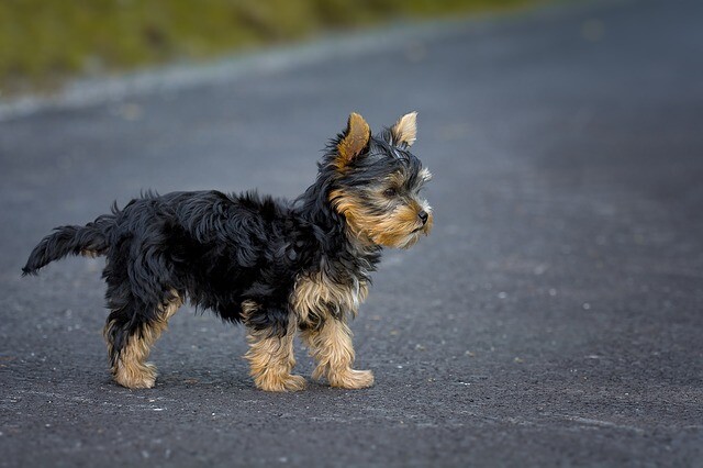 A bag of dogs was found on the side of the road