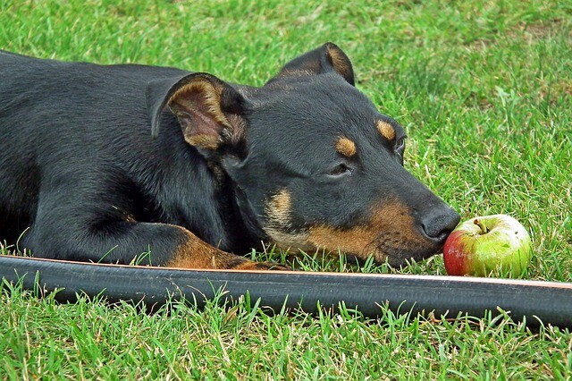 Because fruit is your health. Is it for the dog too?