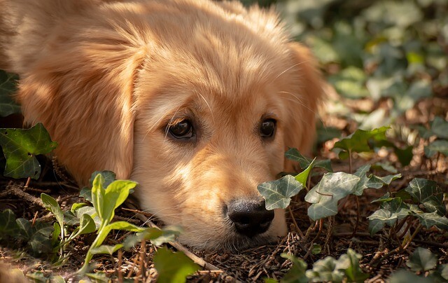 Dangers lurk in the garden for dogs