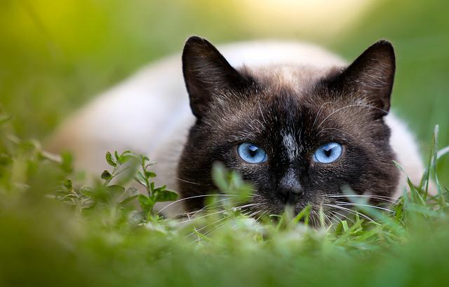 Bumblebees spend time, so cats need to be locked up