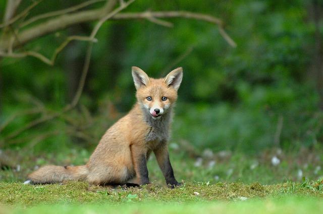 Fox cubs that fell into a well were rescued