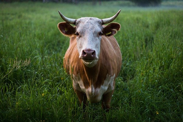 They warn of blood cows