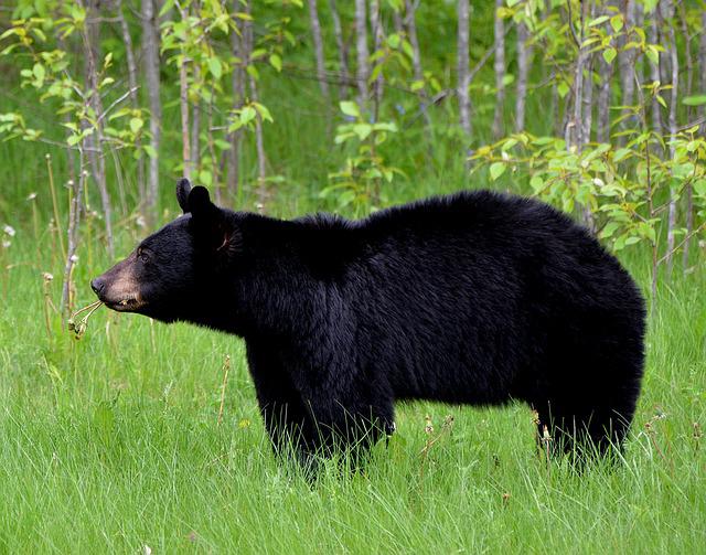 The black bear fell asleep after the attack