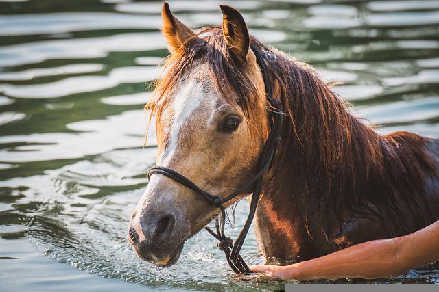 The horse just stood on it and the pier broke under it