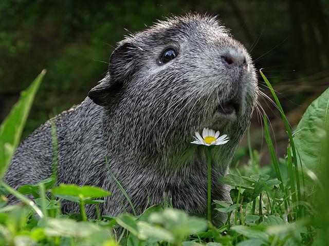 Protect your guinea pig from the heat!