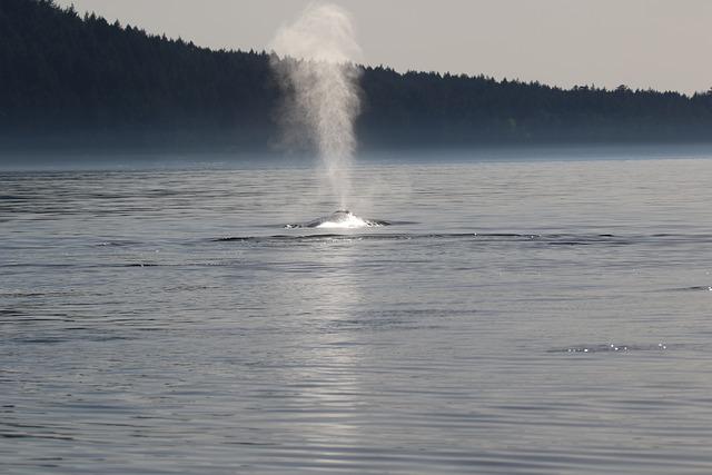 A white, lifeless whale washed ashore