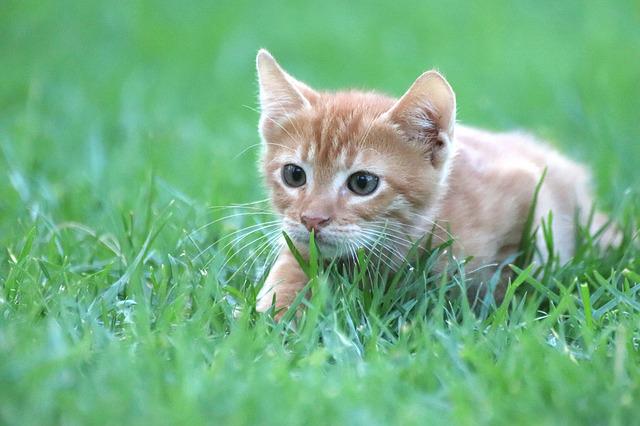 Cats are considered criminals in Poland