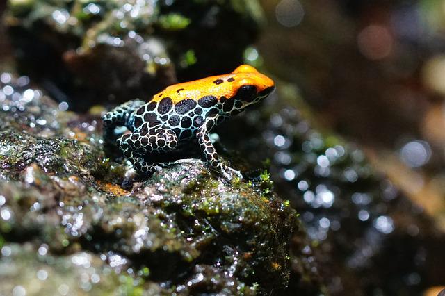 Poison dart frog? Poison dart frog!