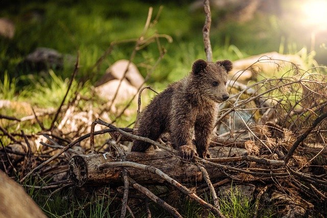 They are investigating what happened to the bears