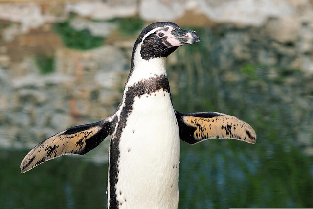 Lucas the penguin got to his feet