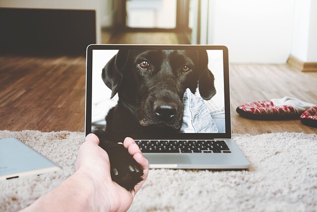 The dog-friendly workplace is a friendly place