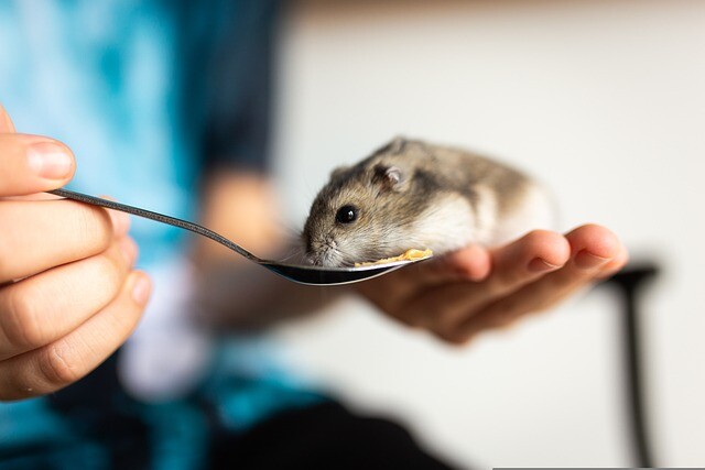 Treat your hamster to yourself