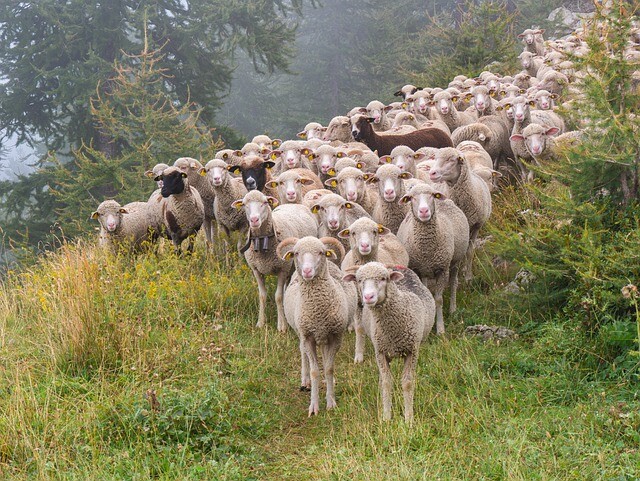 The blind leads instead of the blind: a runner leads his sheep