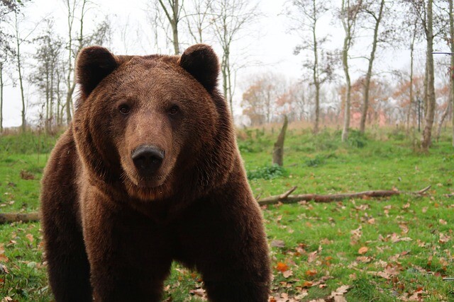 A bear took running to the extreme