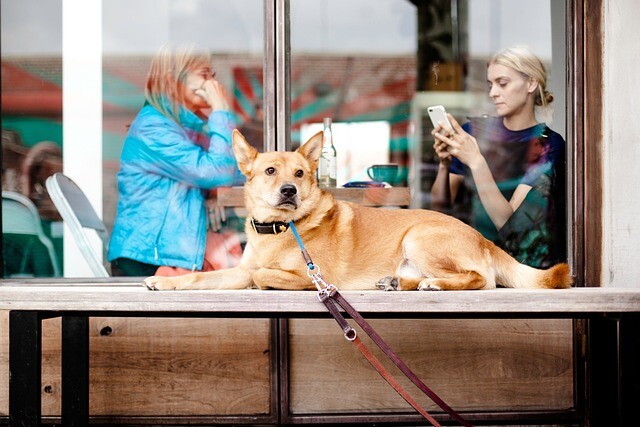 A colorful, varied, healthy diet dominates the dog restaurant