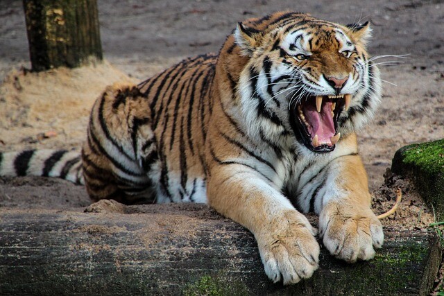 He had a great desire to pet a tiger