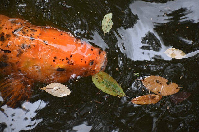 Prepare your garden pond for winter!