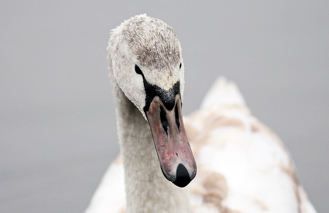 Toto, the swan, went shopping