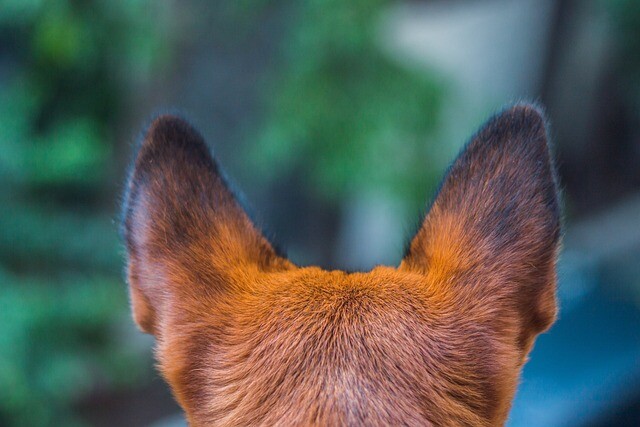 The hearing-impaired dog communicates in sign language