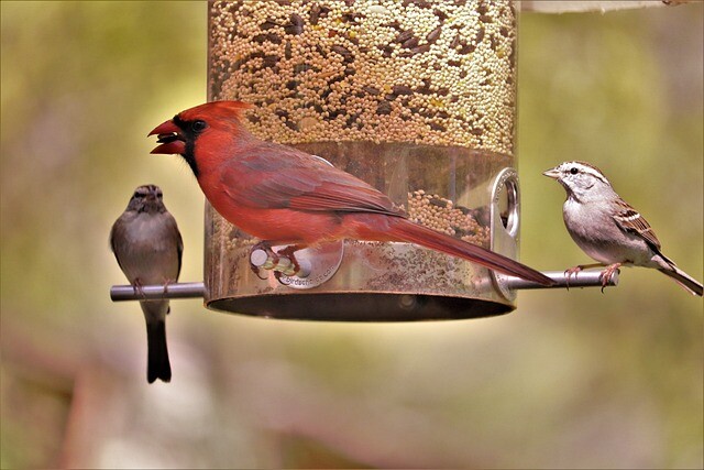 Are you sure you're doing the bird feeding right?