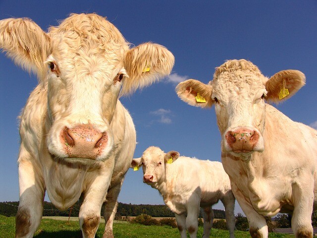 Cows led the fugitive into the hands of the police