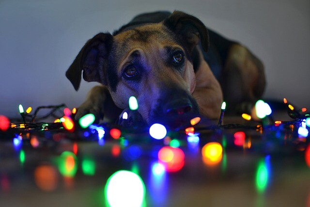 Think cats are the only threat to your Christmas tree?