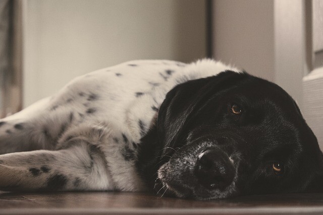 Cleanliness and a good smell even with a dog