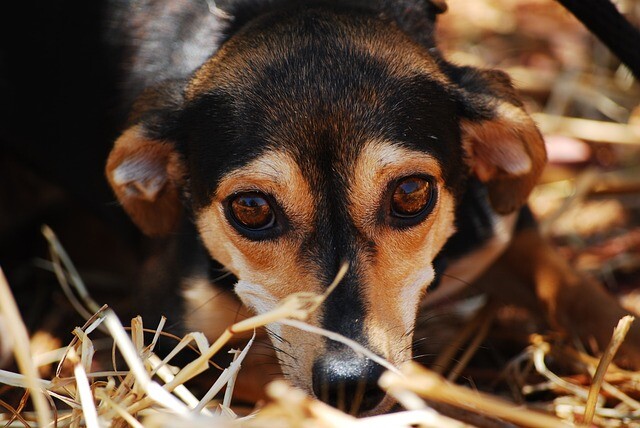 He was considered ungrateful, now he is homeless again