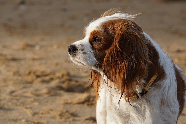 Search dogs can't even track the mixed dog