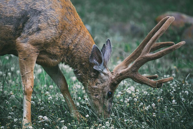 Only his head and antlers were visible from the shaft