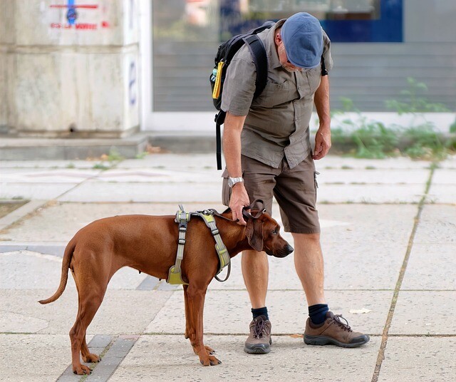 The first dog urinal is already working