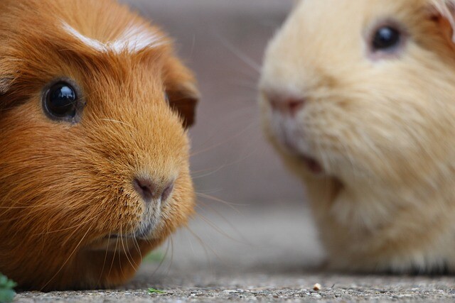 I wish he had kept the guinea pigs